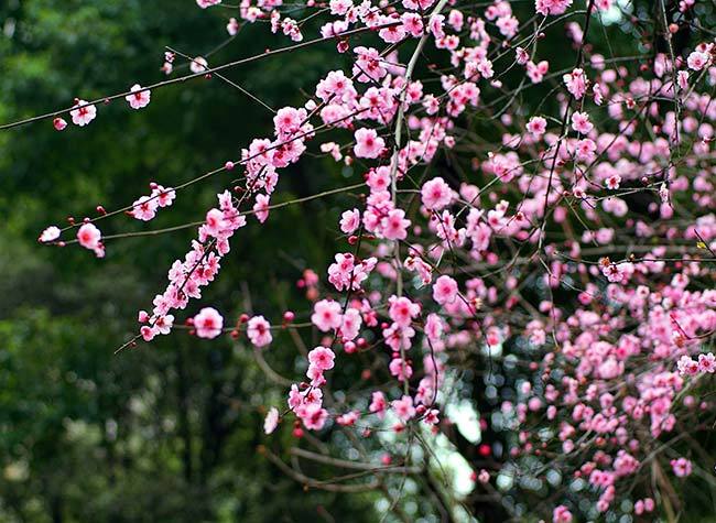 Spring is coming! Flower Guide for Chongqing in March