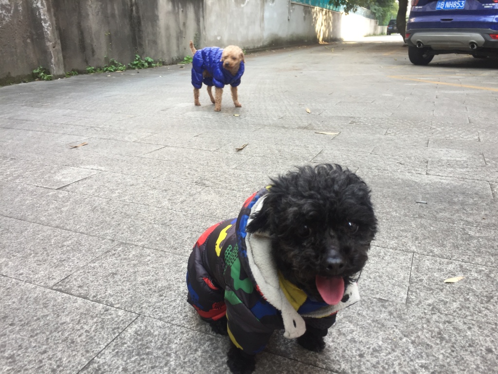 Happy dogs first journey outside.