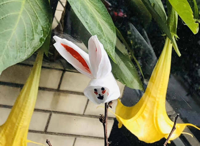 Mar. 5, Not Easy, it is to a Jedi Make (A Canadian's Diary Inside Chongqing During the COVID-19 Home Quarantine)