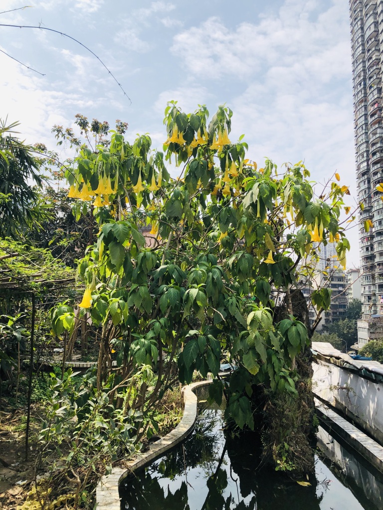 Lovely yellow flowers on Baba's rooftop garden.