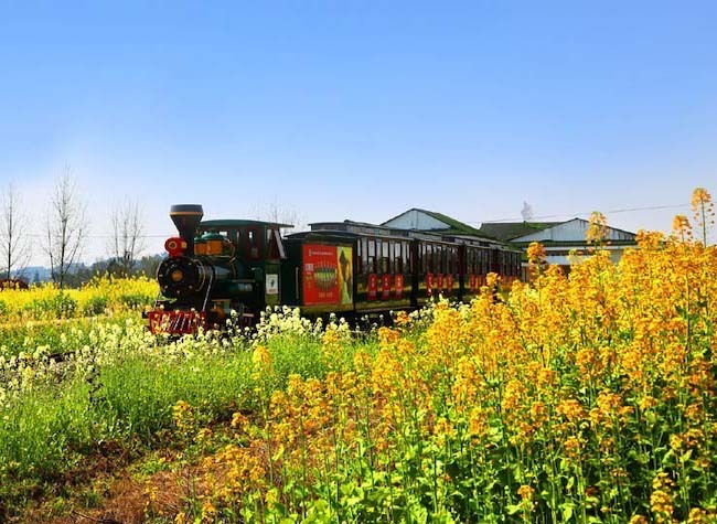 Online Viewing of the Canola Flowers Sea in Chongqing