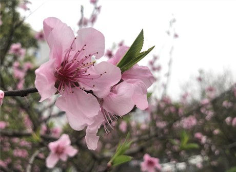 Good Places for Spring Outing in Chongqing