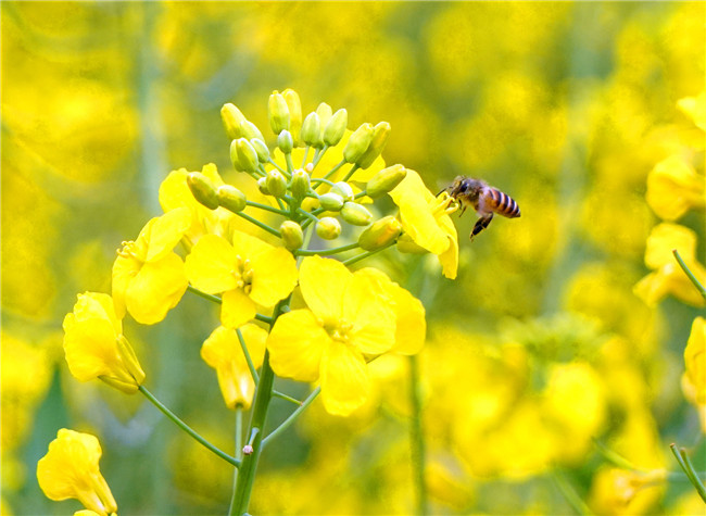 Liangfeng Village Stimulates Its Potential for Poverty Alleviation with Local Advantages