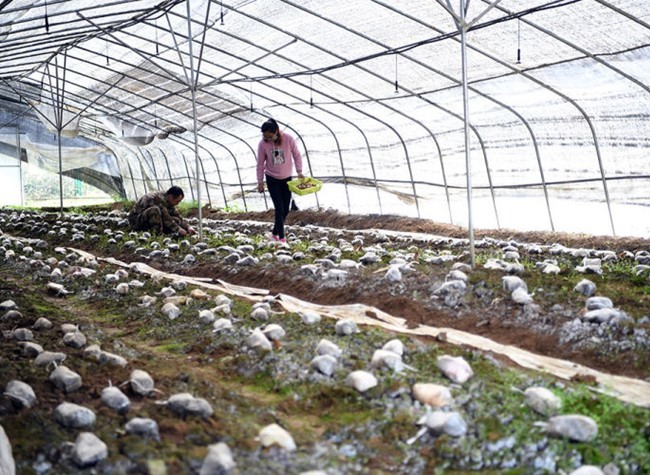 The Poverty Rate of Chongqing Has Decreased to 0.12%