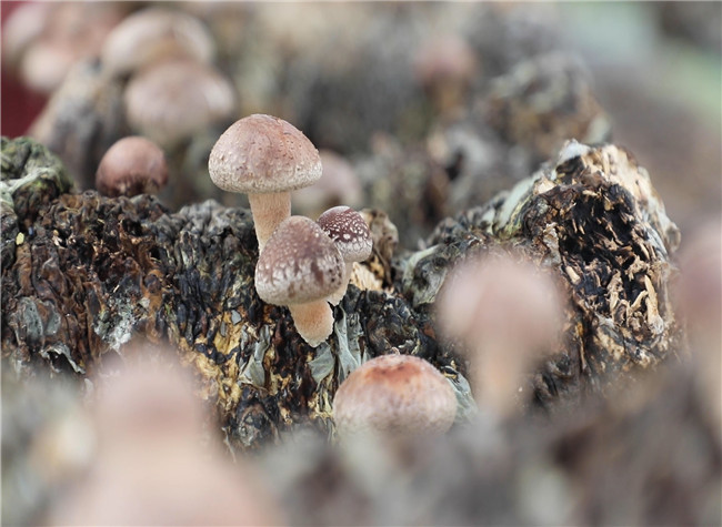 Black Farm Products Help Villagers to Shake Off Poverty