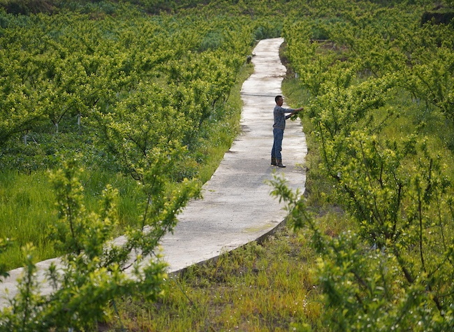Planting Crisp Plums to Keep Two College Students in School