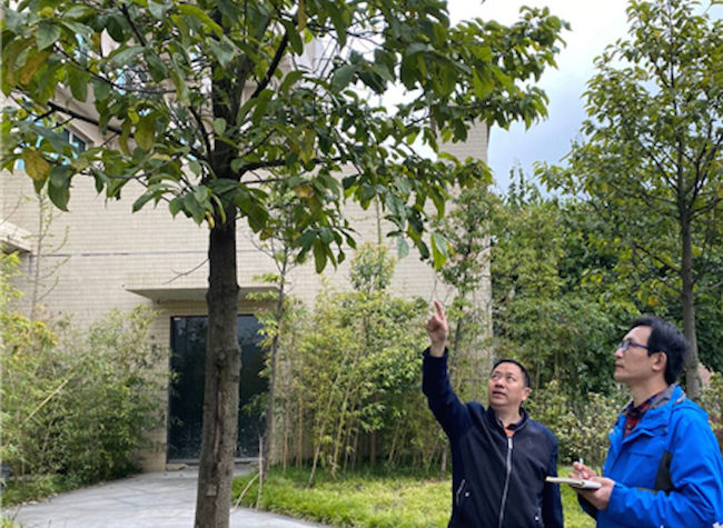 Laboratory Jointly Established by Sichuan and Chongqing in Nanchuan Turns Trees into Money Spinner