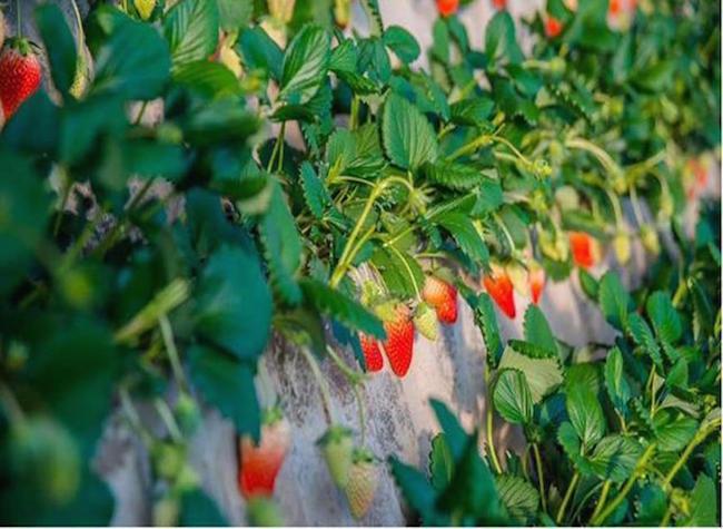 A Bite of the Spring! Don't Miss Out on the Seasonal Delicacies