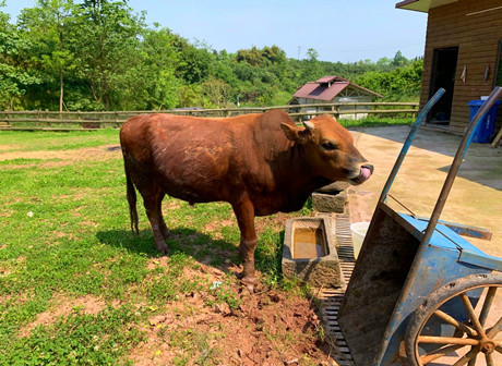 Enjoys Pastoral Delights on an Exclusive Visit to Wugudi Ranch- James' Vlog