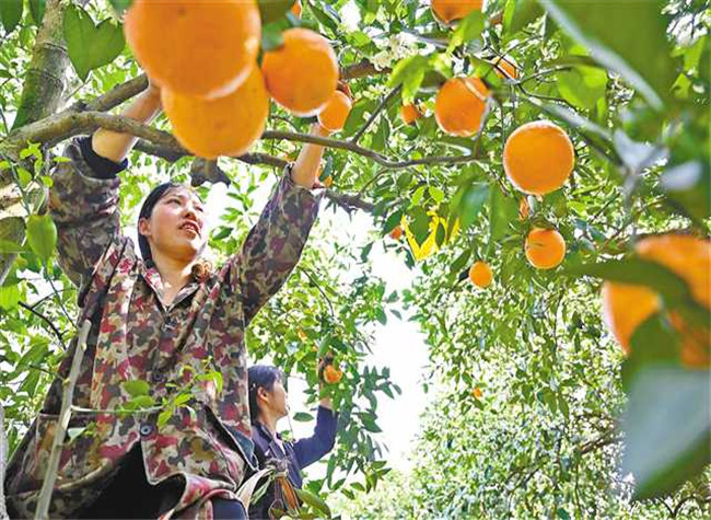 Navel Orange Trees and E-commerce Help People Lift out of Poverty