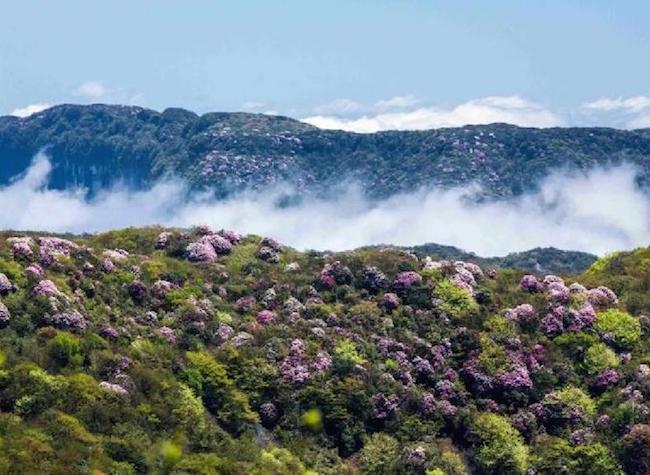 Flourishing Azaleas on Jinfo Mountain Are Waiting for You