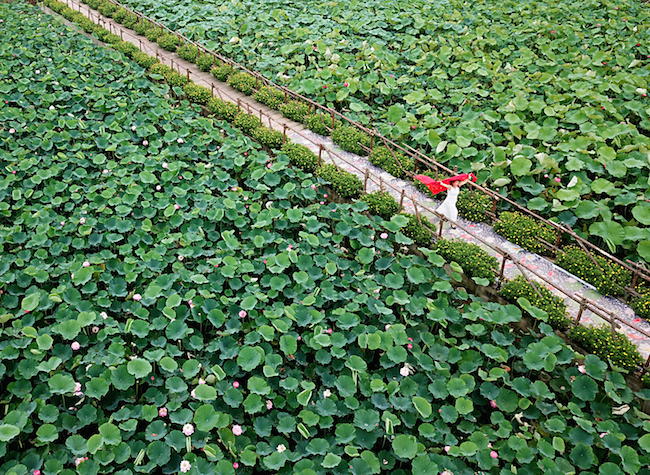 Chengdu-Chongqing Economic Circle: Build a Gardening S&T Innovation Center