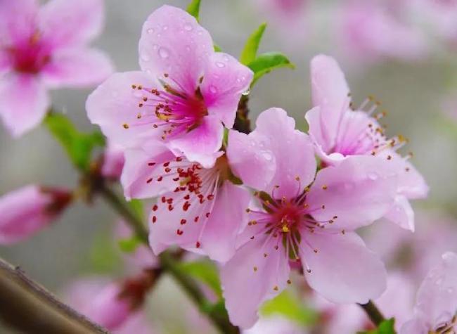 A Colorful Flower Garden in Chongqing