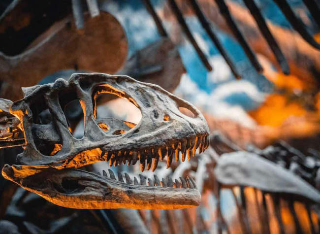 Dinosaurs, Pandas, and the Birth of Life - Chongqing Natural History Museum | Chongqing Travel Guide
