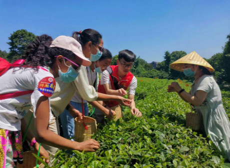 Laowai @Chongqing Takes Foreign Guests to Experience Tea Plantation in Ba'nan District