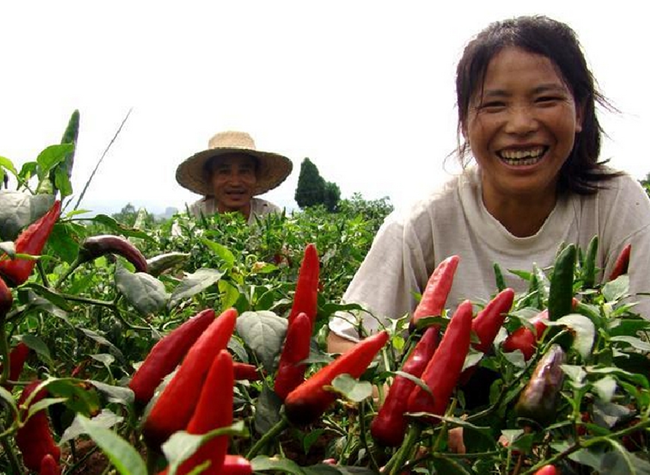 Cloud Press Conference: Chongqing to Promote Poverty Alleviation