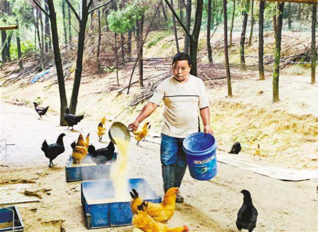 A Farmer in Chongqing Gets Rid of Poverty by Raising Chickens