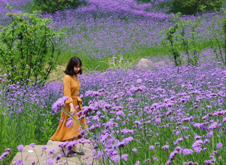 10,000 Vervains Form a Sea of Purple