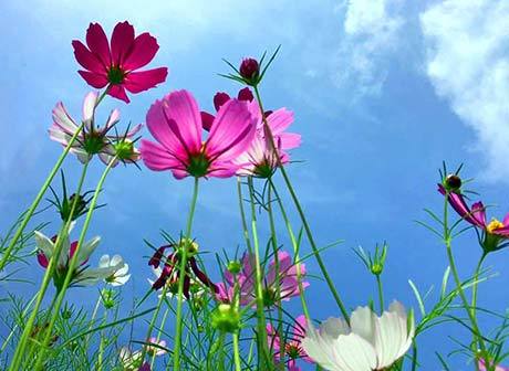 Best Places to See Gesang Flowers in Chongqing's City Proper