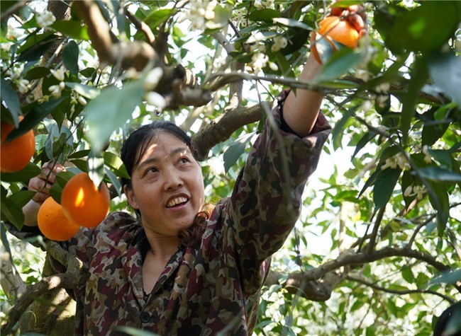 Chongqing's Poverty Alleviation Efforts on Increasing the Resident's Income