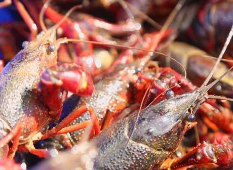 Crayfish Blazes a New Path for Poverty Alleviation