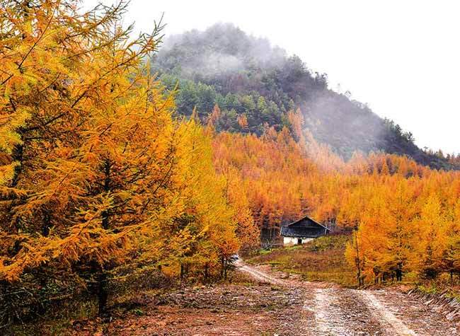 Stunning Forest Parks in Chongqing