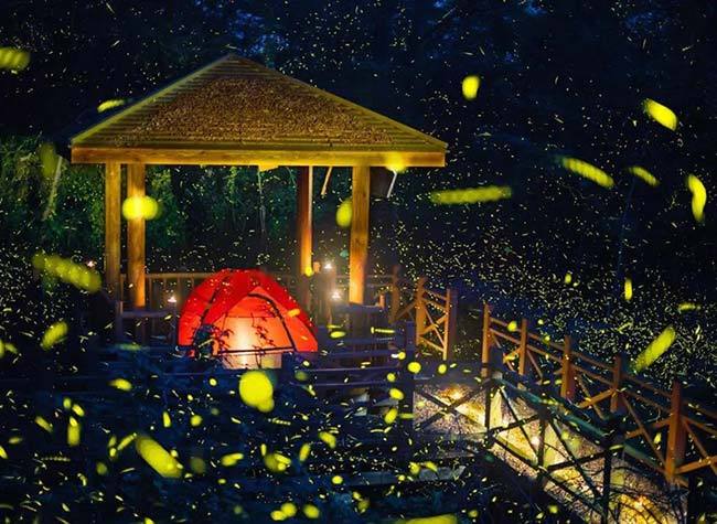 Best Places to do Firefly Sightseeing in Chongqing