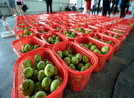 Yubei's Countryside Achieves Economic Revitalization through Modern Agriculture