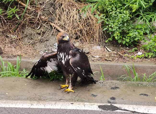 Chongqing Introduces Regulations to Crack Down Protected Wild Animal Sale