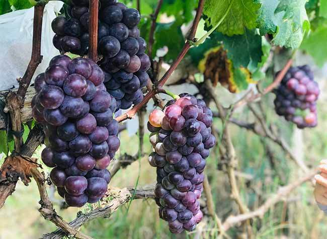 400,000 KG of Grapes Ripe in Shichuan, Yubei District