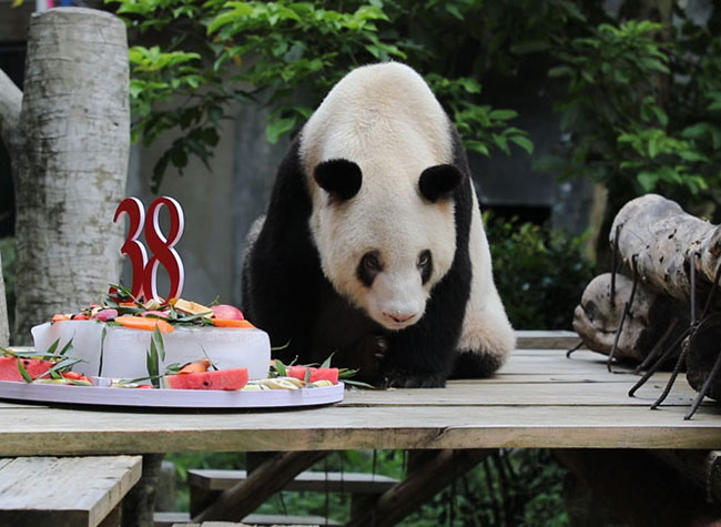 Happy Birthday to World's Oldest Giant Panda Xinxing | ichongqing