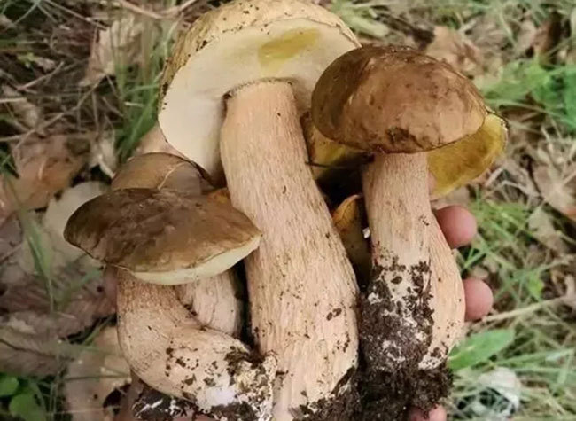 Story of Chongqing Specialty: Pengshui's Dajiao Mushroom