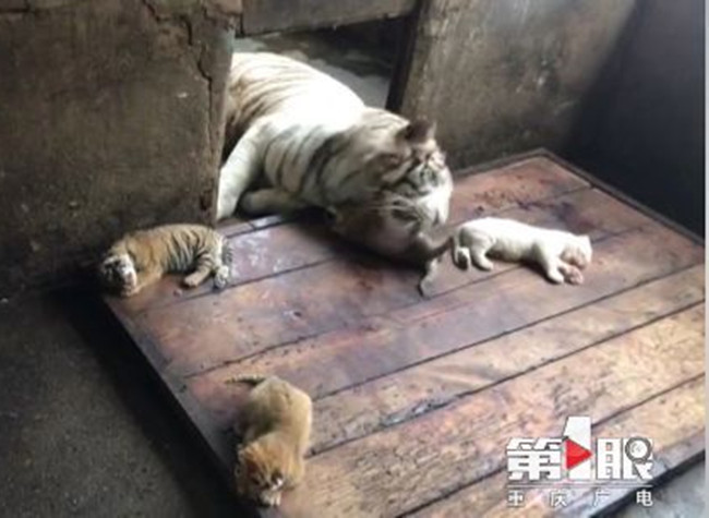Good News! New Born Bengal Tiger Babies in Locajoy