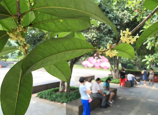 Places for Admiring Sweet-Scented Osmanthus in Chongqing