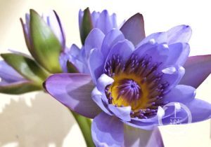 Blue Lotus Appears at Yangtze River Upstream City Flower Art Expo