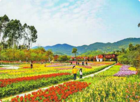 Ecological Tourism and Cloud Technology Rise in Dianjiang Peony Homeland
