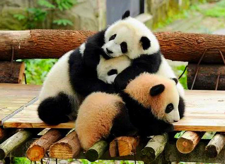 Artistic Heartland of Jiulongpo District Blends History with Modern Advancement