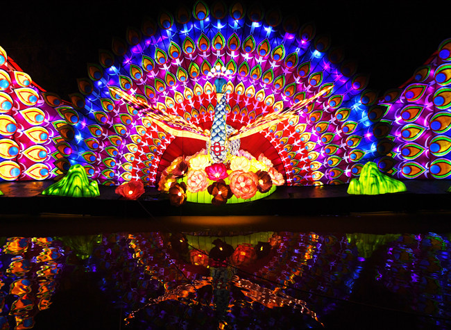 Enjoy the Lantern Festival, Pink Muhly, and Flowers Exhibition