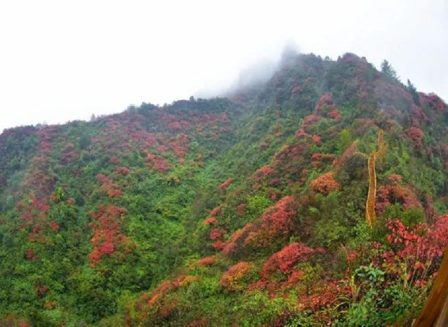 Smoke Trees in Youyang County Get Perfectly Red! Don't Miss It!