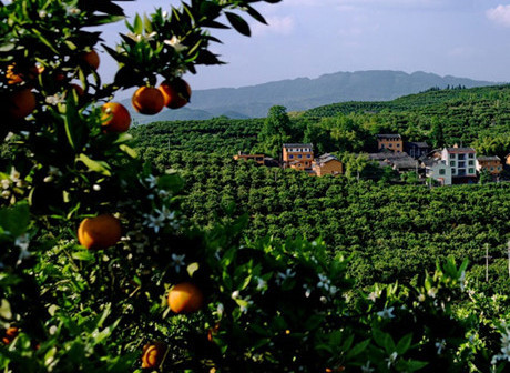 Discover Sweet Taste of Heroic Loyalty in Zhongxian Three Gorges Tourism Belt
