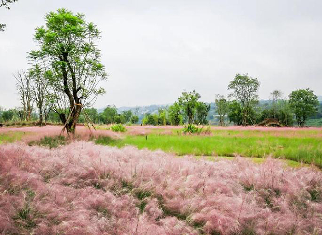 Take Chongqing Rail Transit Lines to Admire Pink Muhly Grass