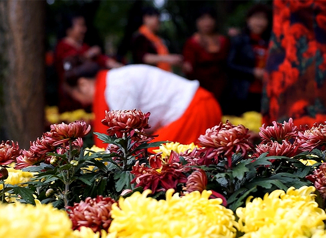 The 24th Chongqing Chrysanthemum Art Show to Open in Banan