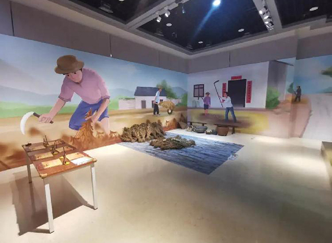 Over-5,000-year-old Rice Seeds in Chongqing Three Gorges Museum