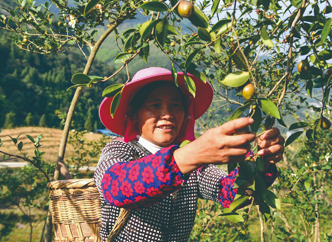 Chongqing's Hardest-Stricken County Youyang Shakes off Poverty
