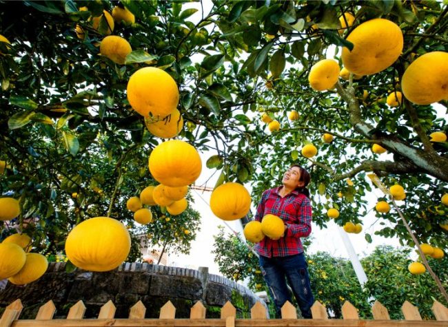 3rd Liangping International Pomelo Expo Boosts Sales for Local Farmers
