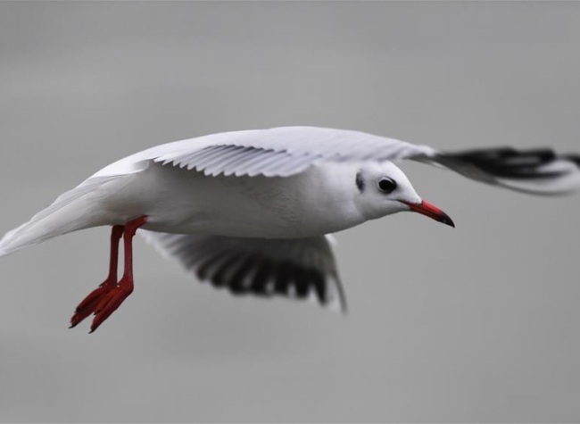This is Chongqing: Black-headed Gulls Seen in Downtown