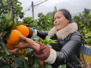 China's Chongqing, Singapore Hold Agricultural Product Trade Online Matchmaking Event
