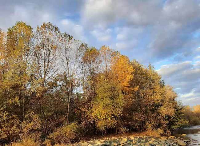 December 6 - The Leaves of Autumn Match Italy's Color-Coded Lockdown