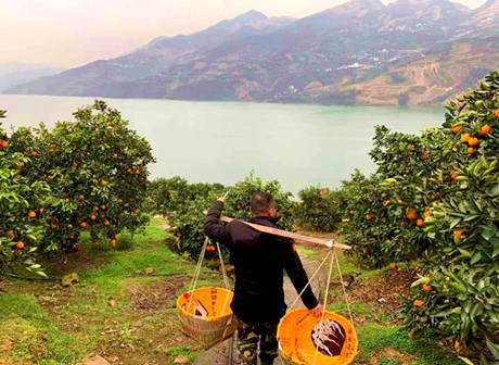 Fengjie Orange Cooperative Tells Poverty Alleviation Story