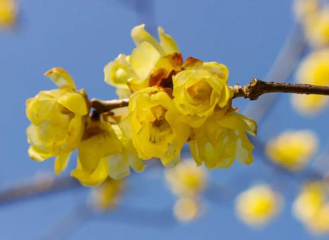 Blooming Flowers Color the Dull Winter! It's Time for a Trip of Wintersweet